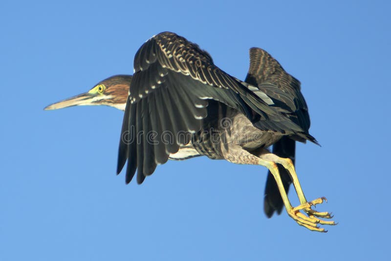 Green Heron In Flight