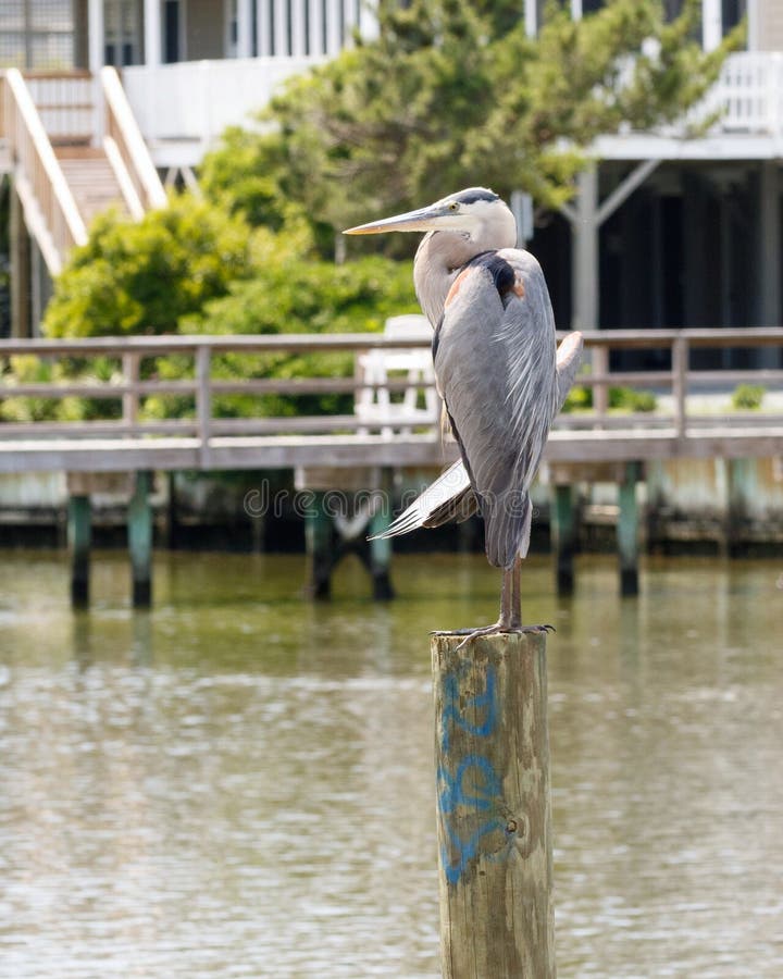 Green Heron perched on a post near the inter coastal waterway