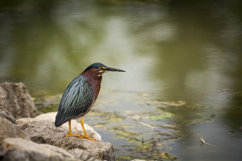 Green Heron