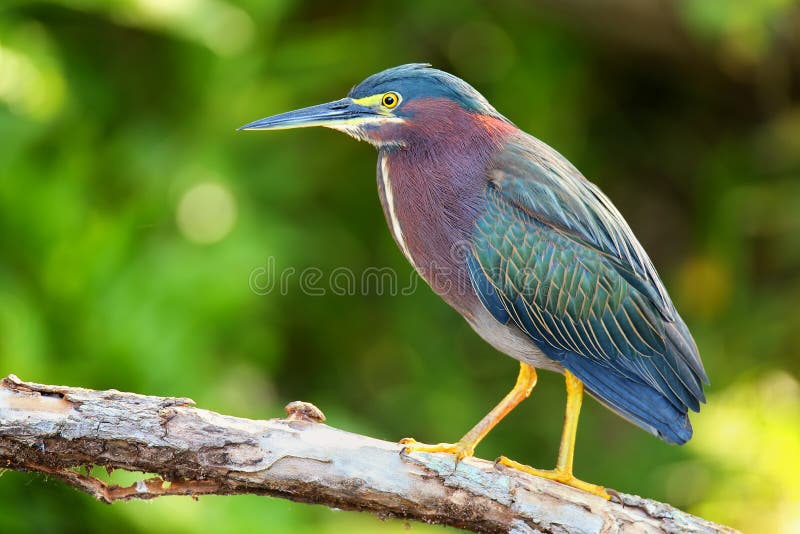 Green heron sitting on a tree