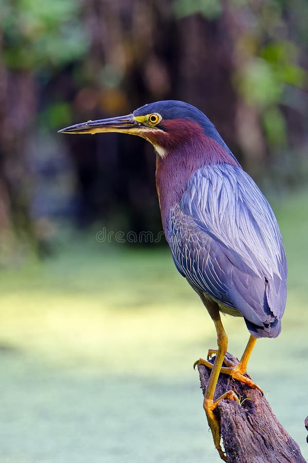 Green Heron