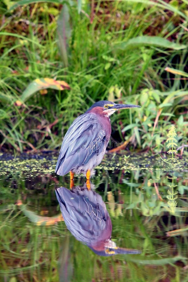 A Green Heron stands in shallow, still, reflective water along a lush, green shoreline while hunting for food. A Green Heron stands in shallow, still, reflective water along a lush, green shoreline while hunting for food.