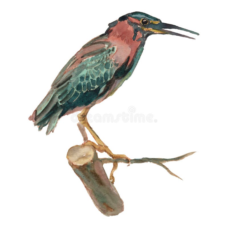 The green heron. Watercolor hand painted drawing of bird vector illustration The green heron. Watercolor hand painted drawing of bird vector illustration