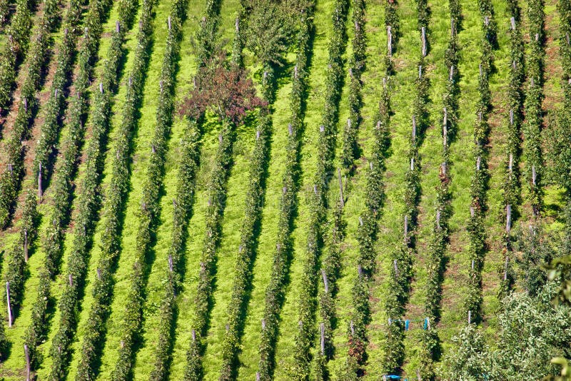 Green hill vineyard aerial view