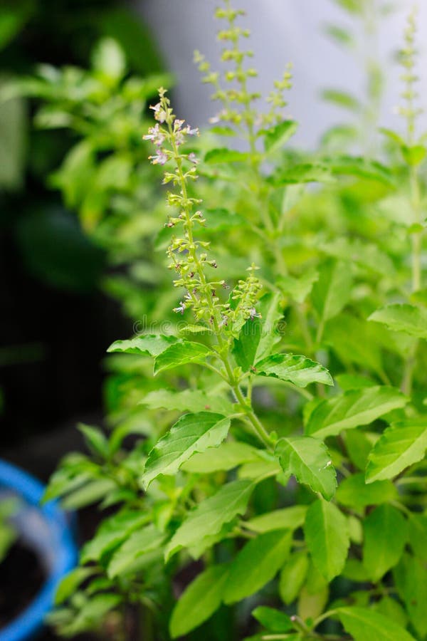 Green Holy Basil in Home Garden Stock Photo Image of nature, organic