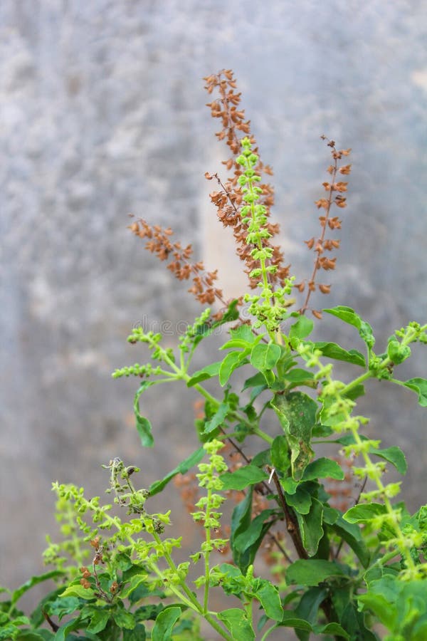 Green Holy Basil Leaves Against Natural Background Stock Photo Image