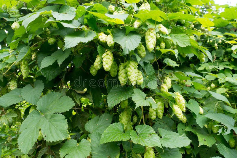 A green hop bush with ripe cones. Wild plant. Background