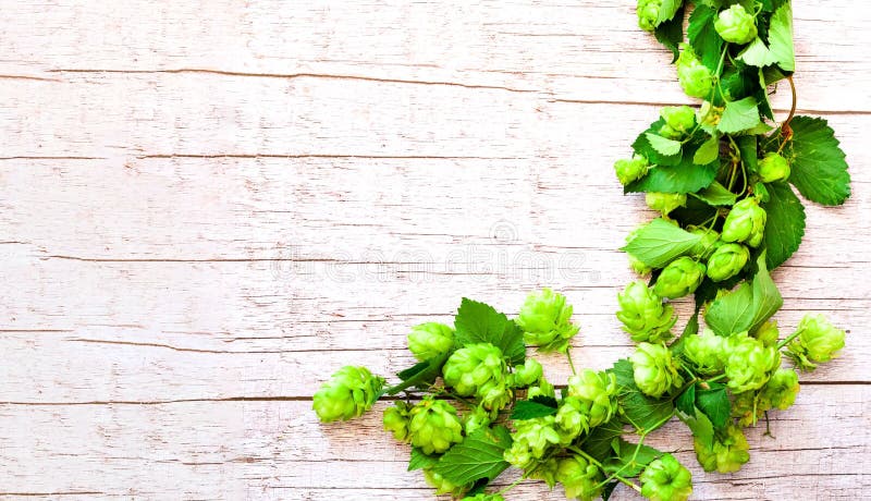 Green Hop with leaves on rustic background. Brewing beer ingredients stock photography Green Hop with leaves on rustic background. Brewing beer ingredients stock photography