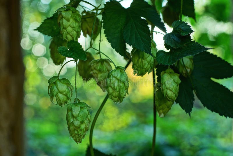Green hops buds and leaves on a branch of a plant stock images Green hops buds and leaves on a branch of a plant stock images