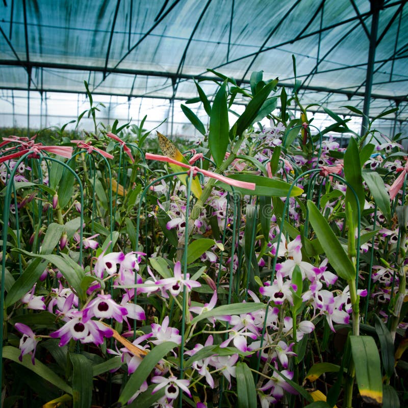 Green House Orchid Flower Nursery Stock Photo Image of flora