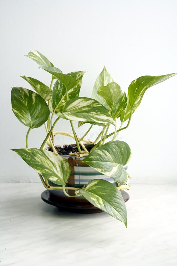 Green house plant stock photo. Image of house, leaf, plant 13643146