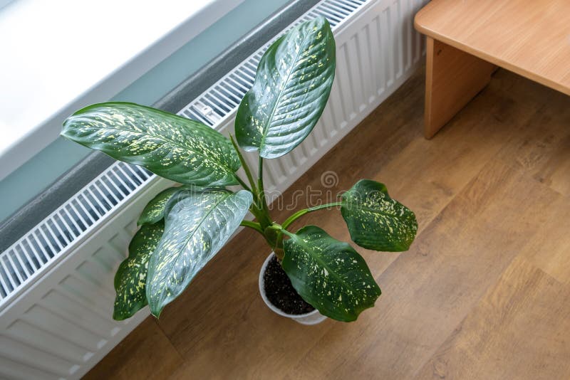 Green house plant growing in pot inside a room near the heating radiator under the window