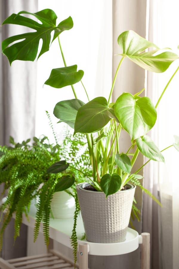 Green houseplants nephrolepis and monstera in white flowerpots on window