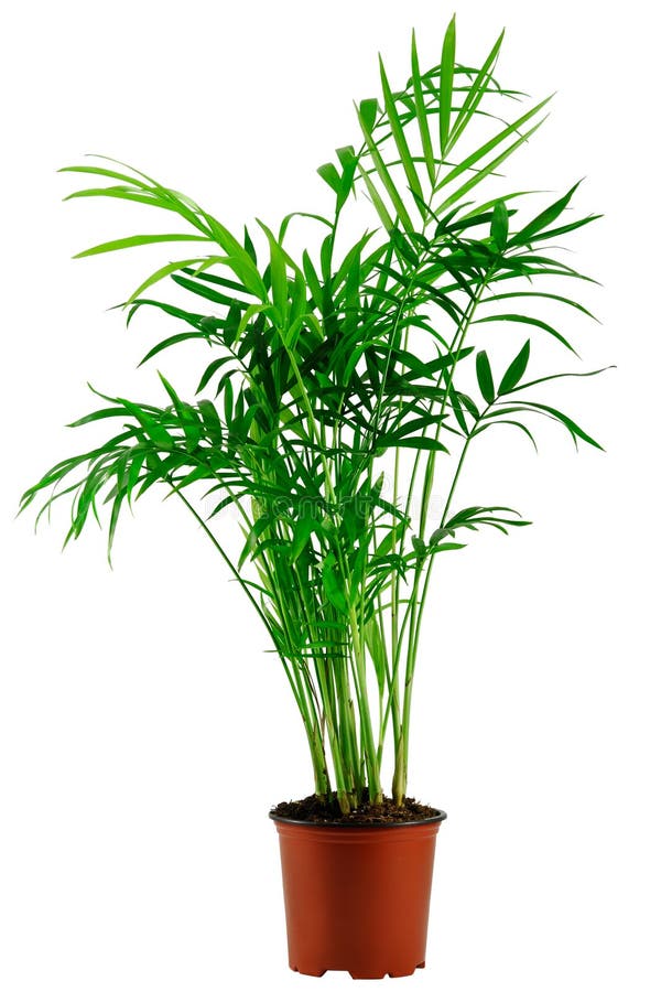 Green howea palm-tree in flowerpot royalty free stock photo