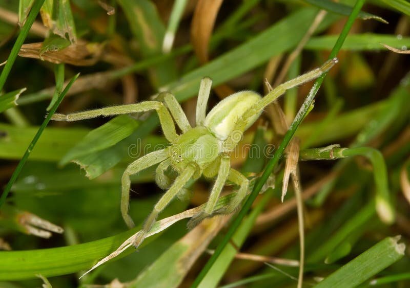 The green huntsman spider stock image. Image of camouflage 15992717