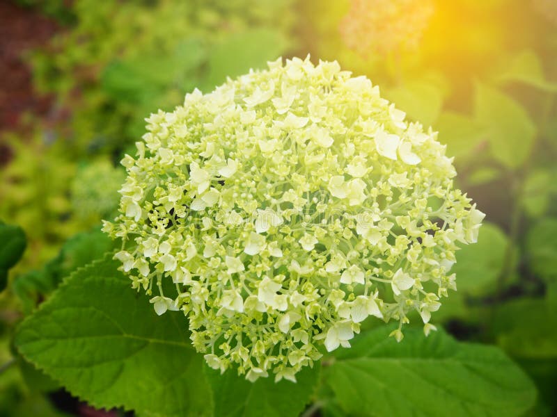 Green hydrangea flower stock photo. Image of outdoor 100791210