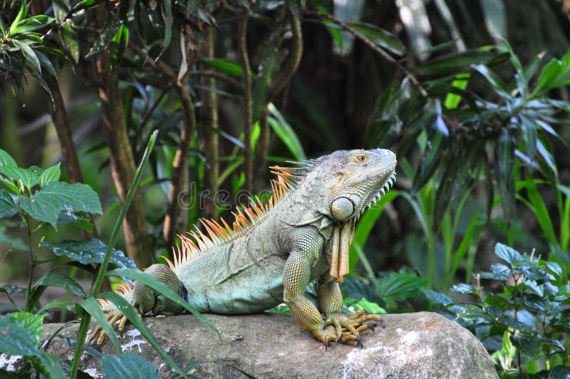 Green Iguana stock photo