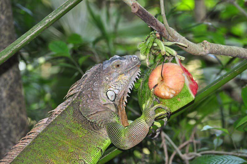 Green iguana royalty free stock photo
