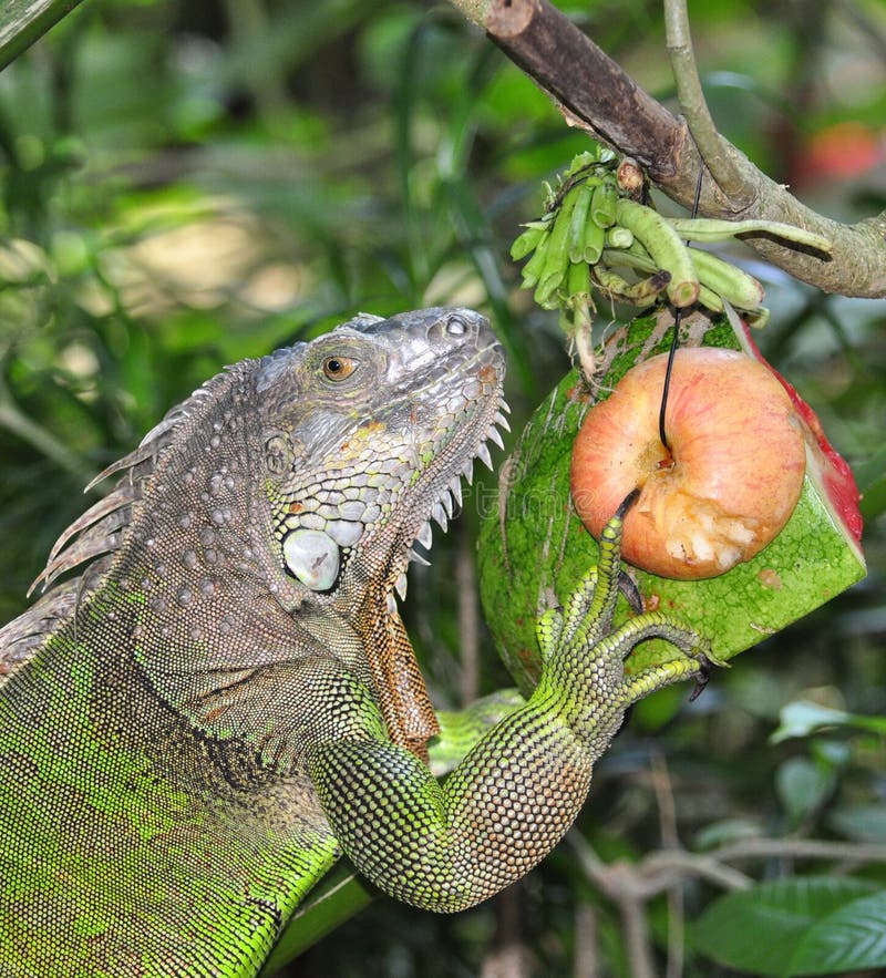 Green iguana stock photography