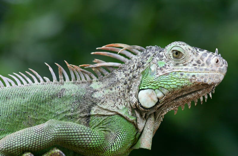 Green Iguana