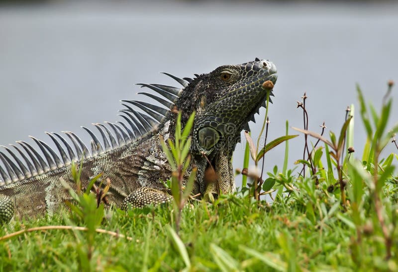 Green Iguana stock photography