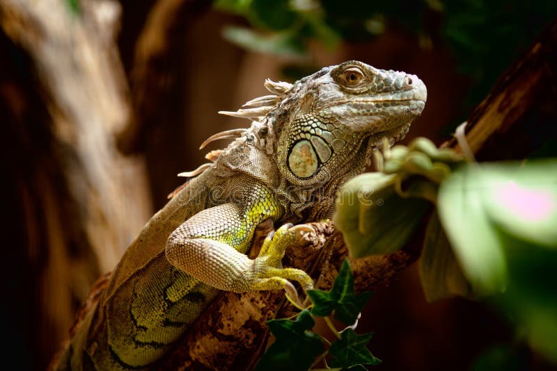 Green Iguana