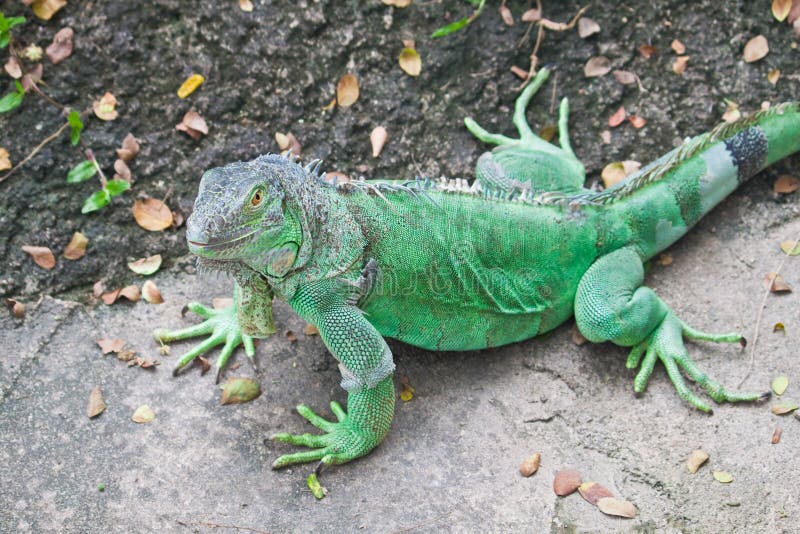 Green Iguana