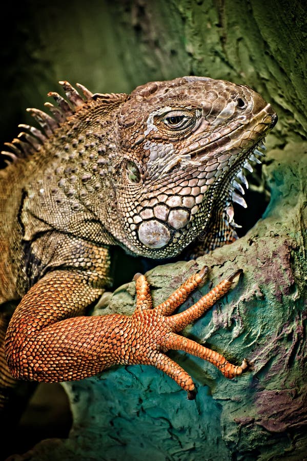 Green iguana royalty free stock images