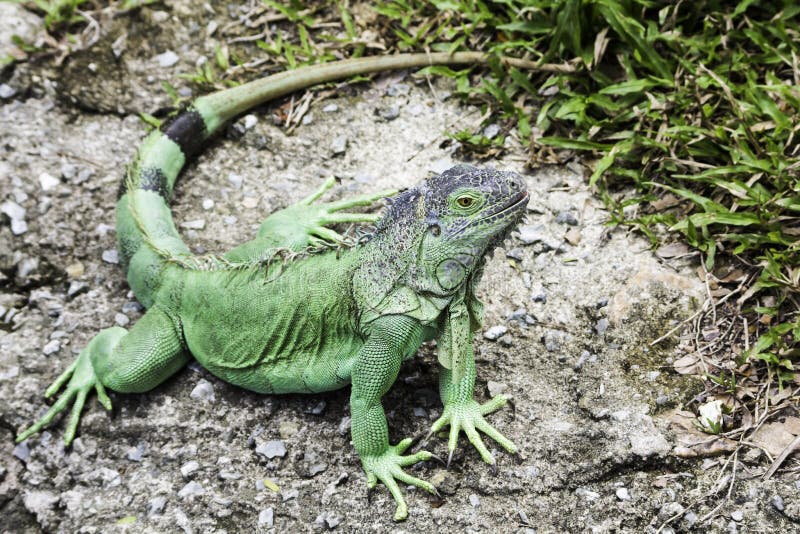 Green iguana royalty free stock photos