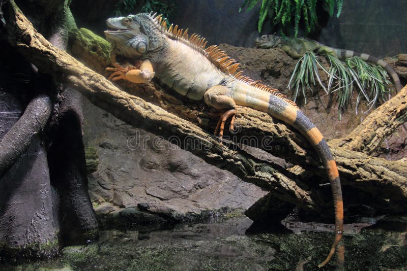 Green iguana stock image