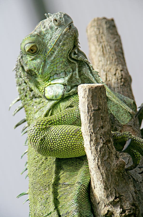 Green Iguana 4