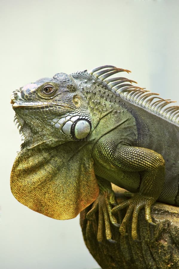 Green Iguana stock photo