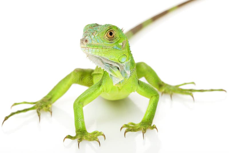 Green Iguana royalty free stock photography
