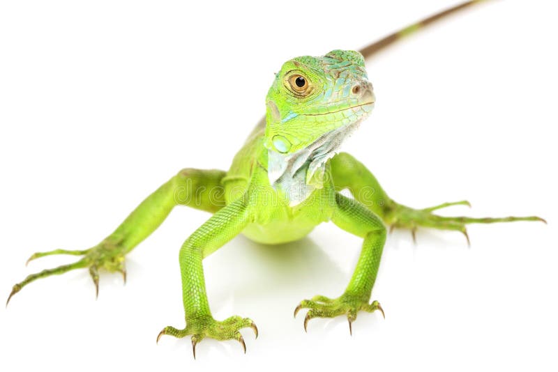 Green Iguana stock photo