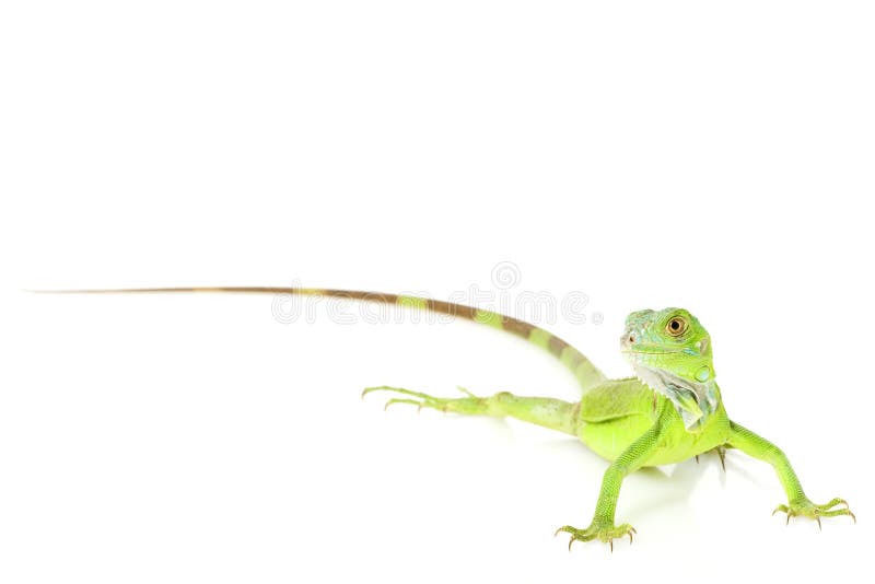 Green Iguana stock photography
