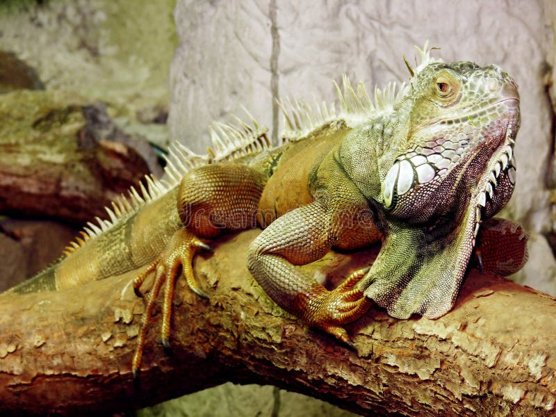 Green Iguana royalty free stock photography