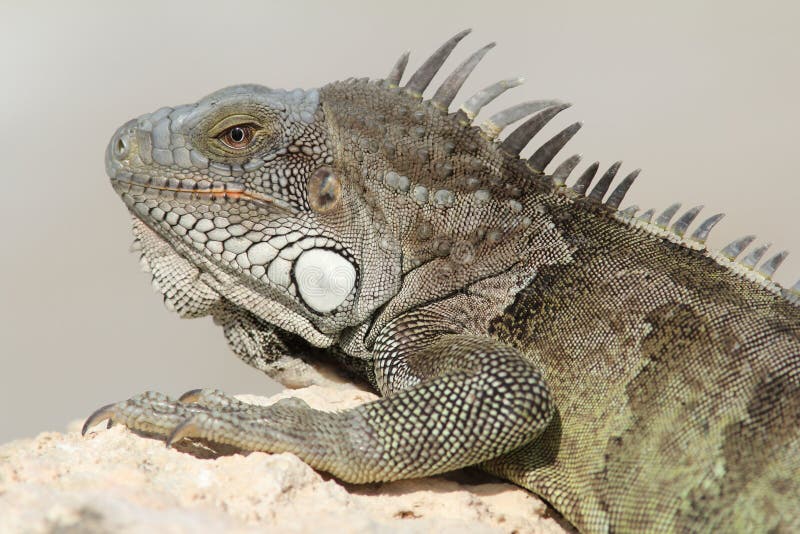 Green Iguana - Bonaire royalty free stock photo
