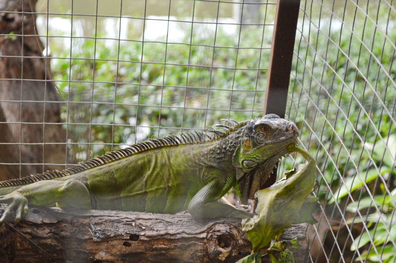 Iguana in the cage stock image. Image of spiny, amarican 61804935