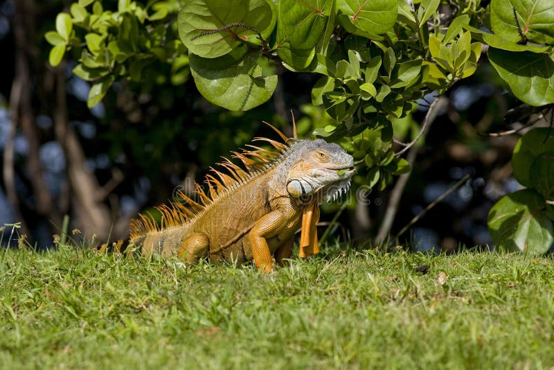 Green Iguana eating leaves stock image. Image of prehistoric 4282763