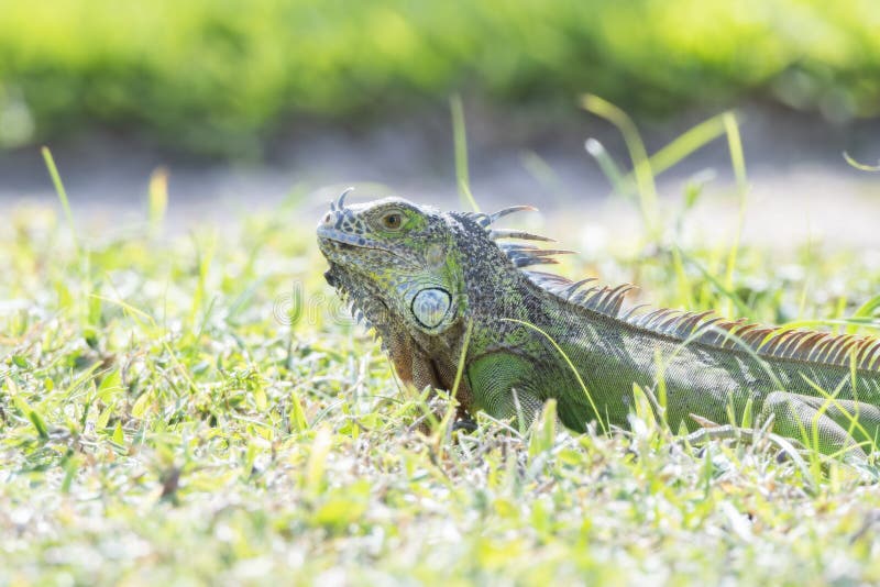 A Green Iguana Eats Grass on a Beach in Mexico Stock Image Image of