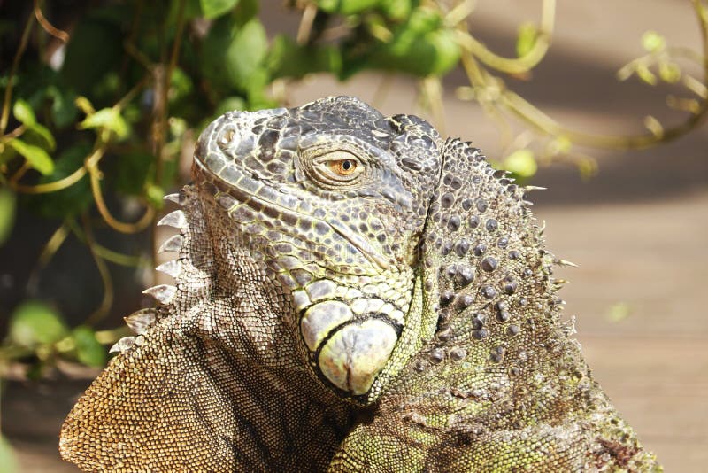 The green iguana head in close up, also known as the American iguana is a large, arboreal, mostly herbivorous species of lizard of the genus Iguana.