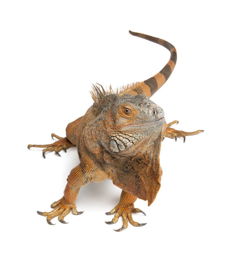 Green Iguana - Iguana iguana (6 years old) royalty free stock image