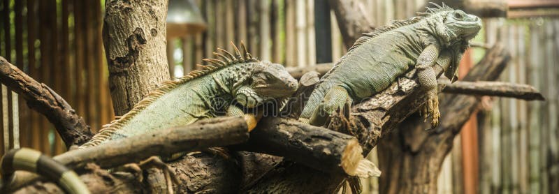 Green iguana Iguana iguana, also known as American iguana, is a large, arboreal, lizard. Found in captivity as a pet due to its calm disposition and bright colors. Exotic Pet Care, Wildlife, Animal