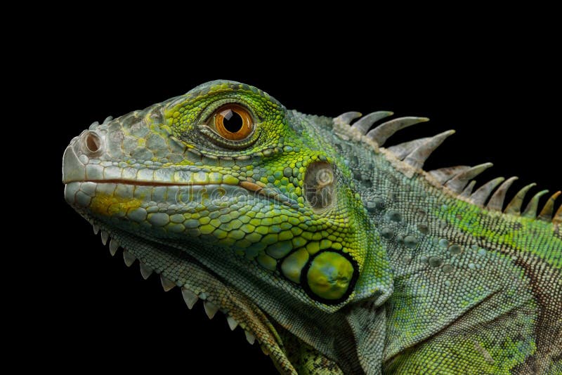 Green iguana isolated on black background stock photography