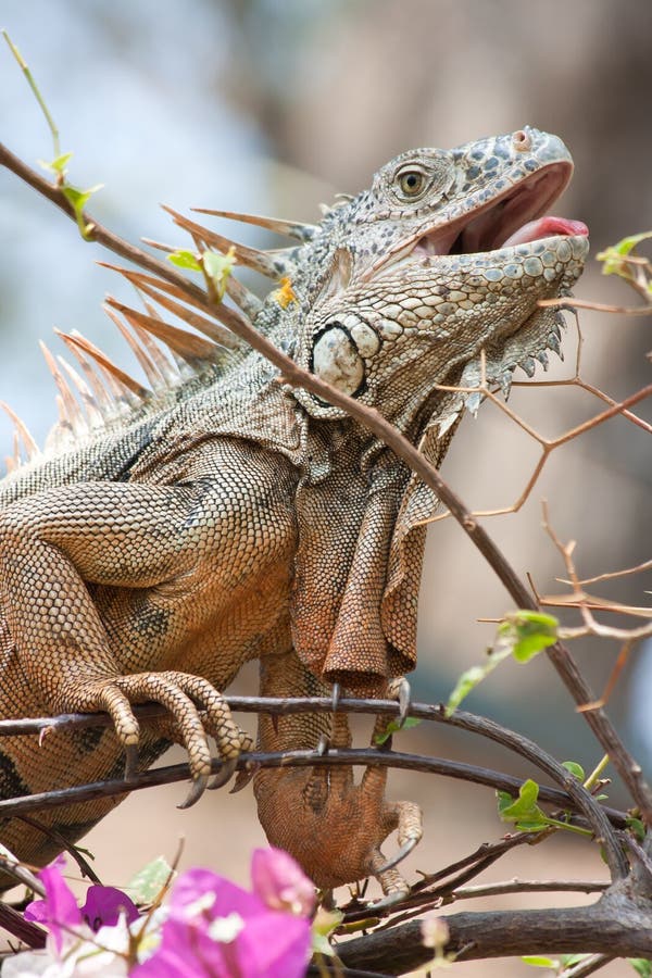 Green Iguana with its mouth open