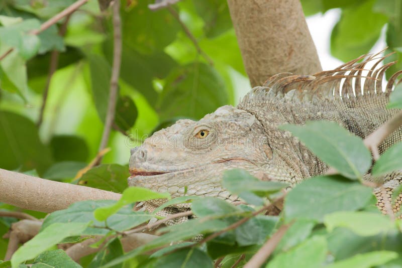 Green iguana lizard sleeping on the tree stick. Green iguana lizard sleeping on the tree stick