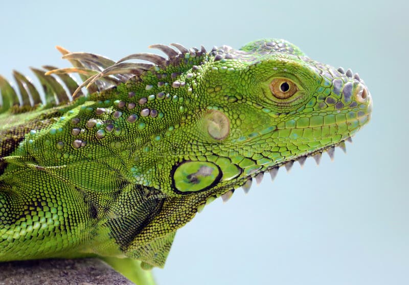 8,381 Funny Animal Reptile Stock Photos - Free & Royalty-Free Stock Photos  from Dreamstime