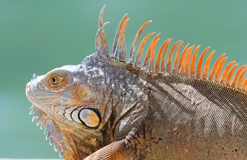 8,381 Funny Animal Reptile Stock Photos - Free & Royalty-Free Stock Photos from Dreamstime 8,381 Funny Animal Reptile Stock Photos - Free & Royalty-Free Stock Photos from Dreamstime