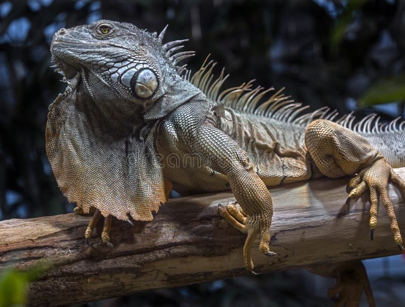 Green iguana male 4