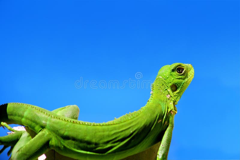 Green Iguana over blue sky royalty free stock photos